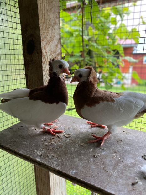 D3EA640B-45A8-4117-B561-4B7E810472A0 - Jucatori de Timișoara -bălțați
