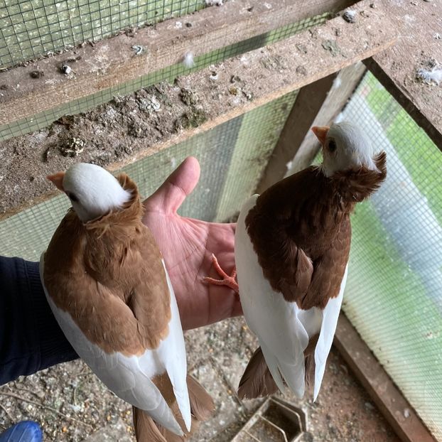 1FCB505D-4478-4C43-B8D6-326DFF42E857 - Jucatori de Timișoara -bălțați