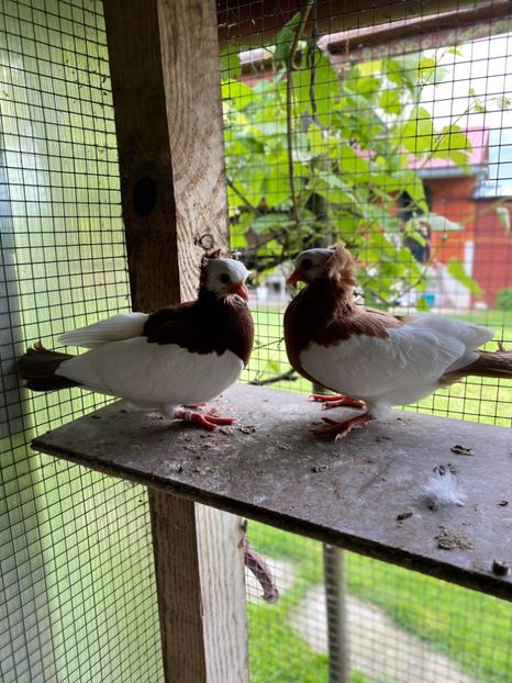 149769A3-3114-49DF-9EB2-71D1339BDEF3 - Jucatori de Timișoara -bălțați