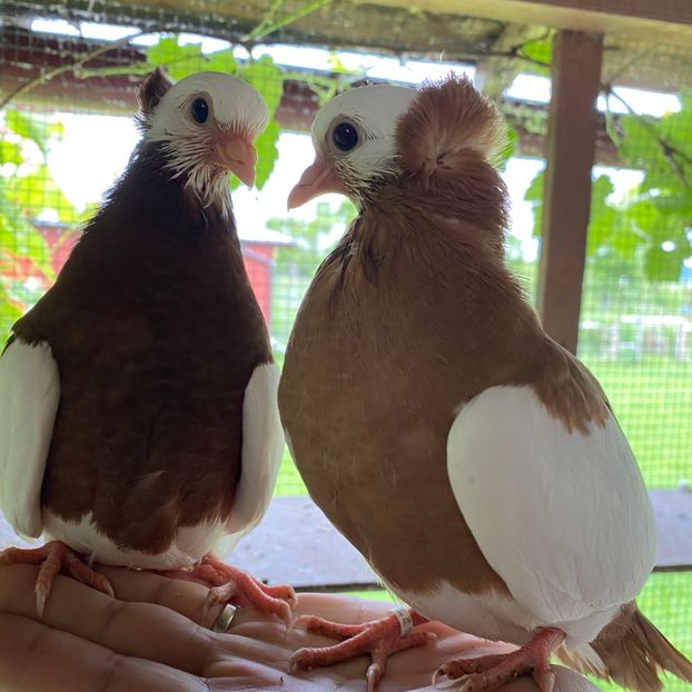 654084B6-13B4-4986-99AD-15E7667AFA01 - Jucatori de Timișoara -bălțați