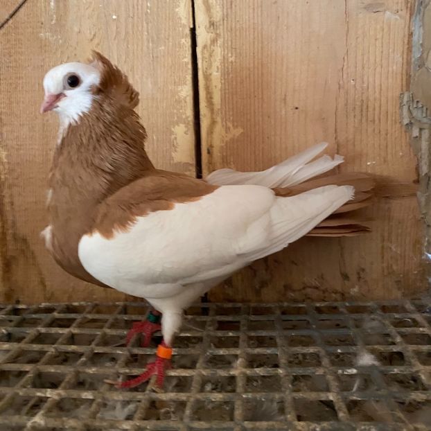 62975D11-1F9B-4722-A6F0-6A17AE988762 - Jucatori de Timișoara -bălțați