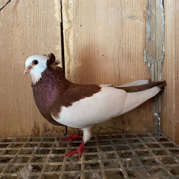 6F87FDE4-6F03-43BA-876F-D80E2C0A2C0B - Jucatori de Timișoara -bălțați