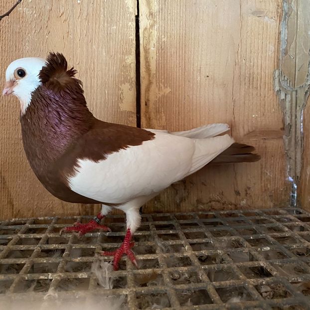 8BA7AFC0-0471-4871-A515-8E451AAD62BF - Jucatori de Timișoara -bălțați