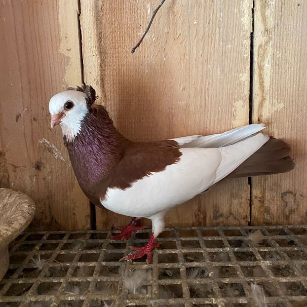 12B5D77E-1B2D-45F1-81E6-0CB227C4F51F - Jucatori de Timișoara -bălțați