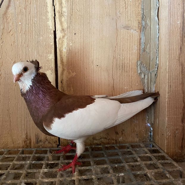 1B72145F-F719-443D-AAA8-7D056D31A5A4 - Jucatori de Timișoara -bălțați