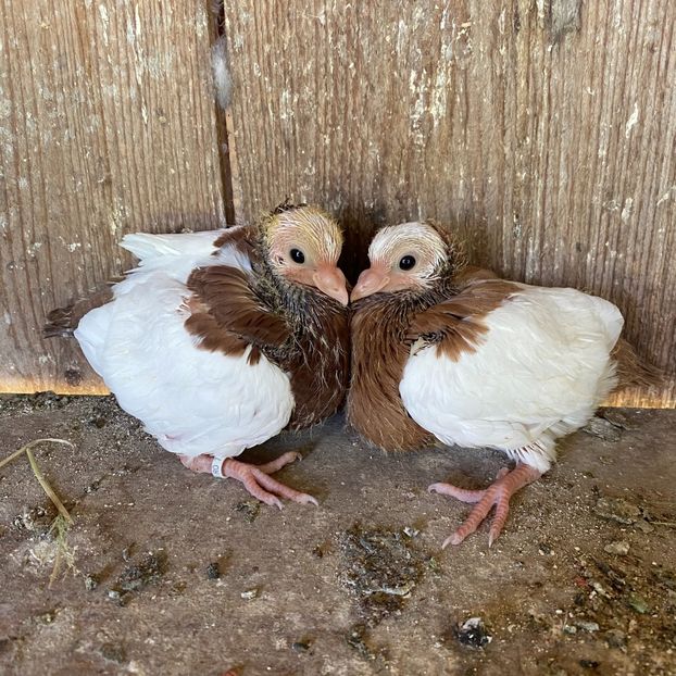 622FF78B-DFFD-4ACE-AB3C-5BE89C5F546E - Jucatori de Timișoara -bălțați