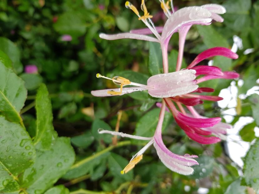  - Arbuști 2021-2023