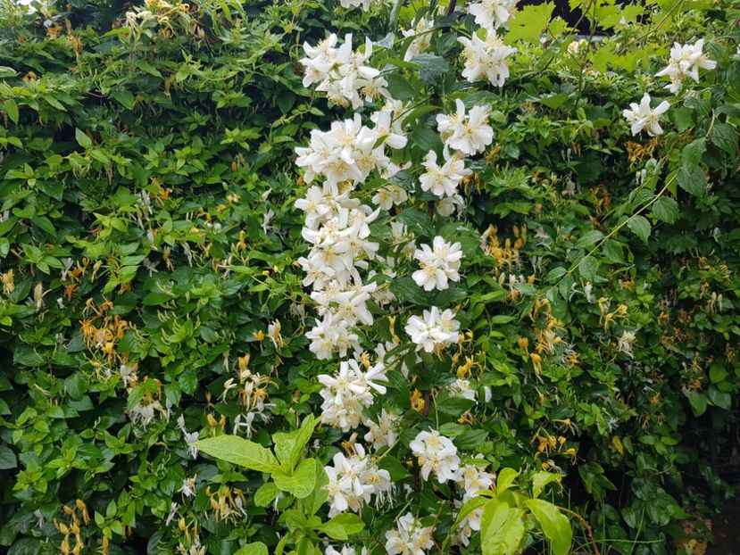  - Arbuști 2021-2023