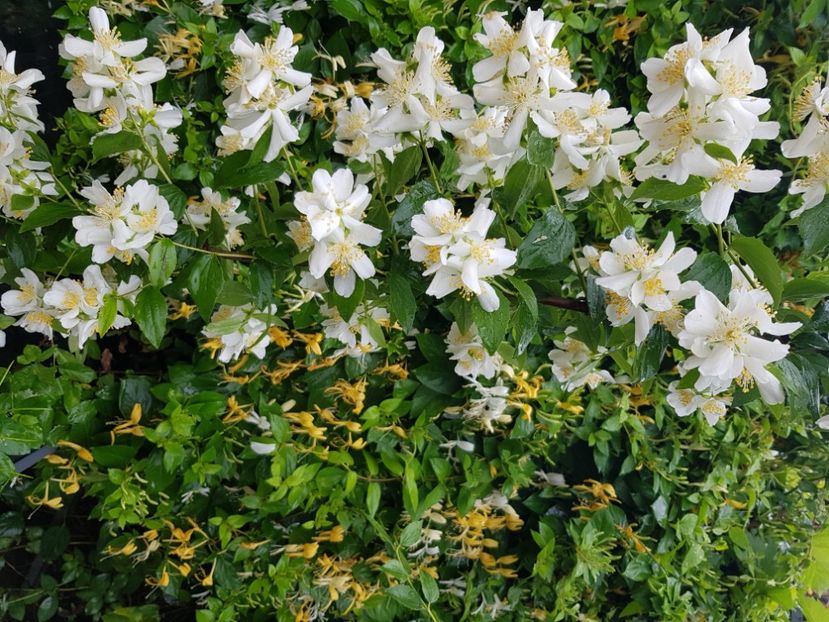  - Arbuști 2021-2023