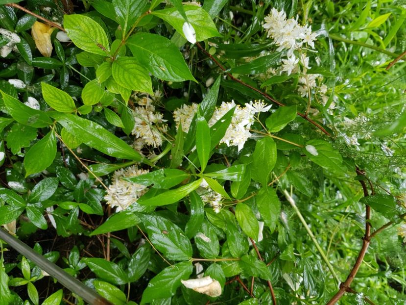  - Arbuști 2021-2023