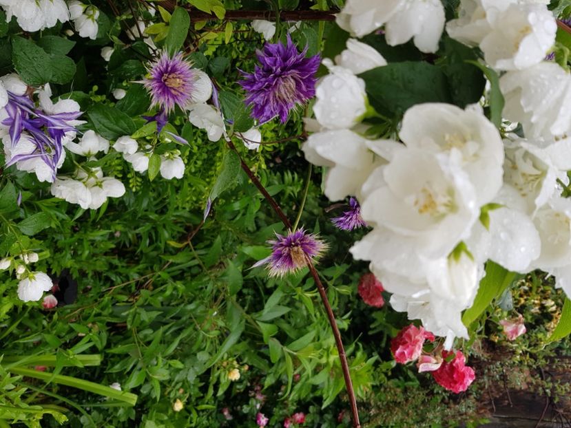  - Arbuști 2021-2023