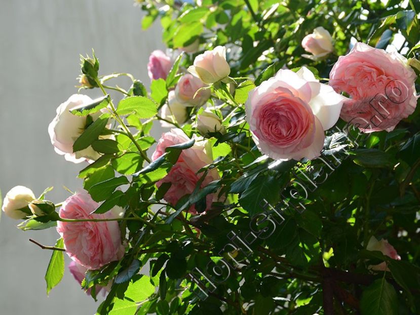Trandafir - Flori gradina