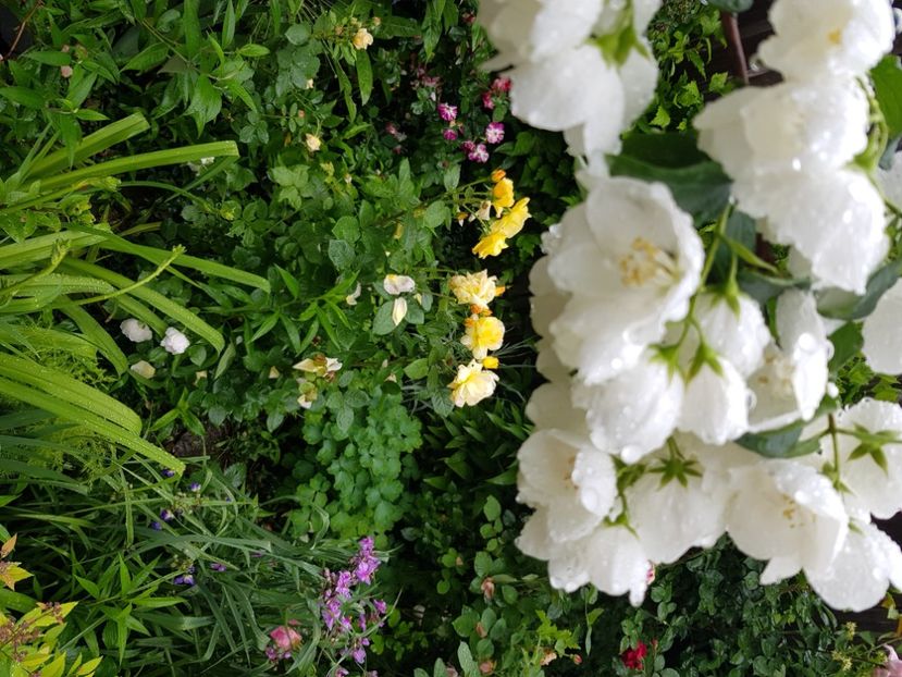  - Arbuști 2021-2023