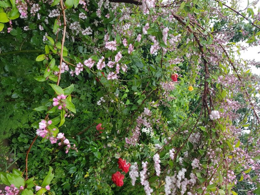  - Arbuști 2021-2023