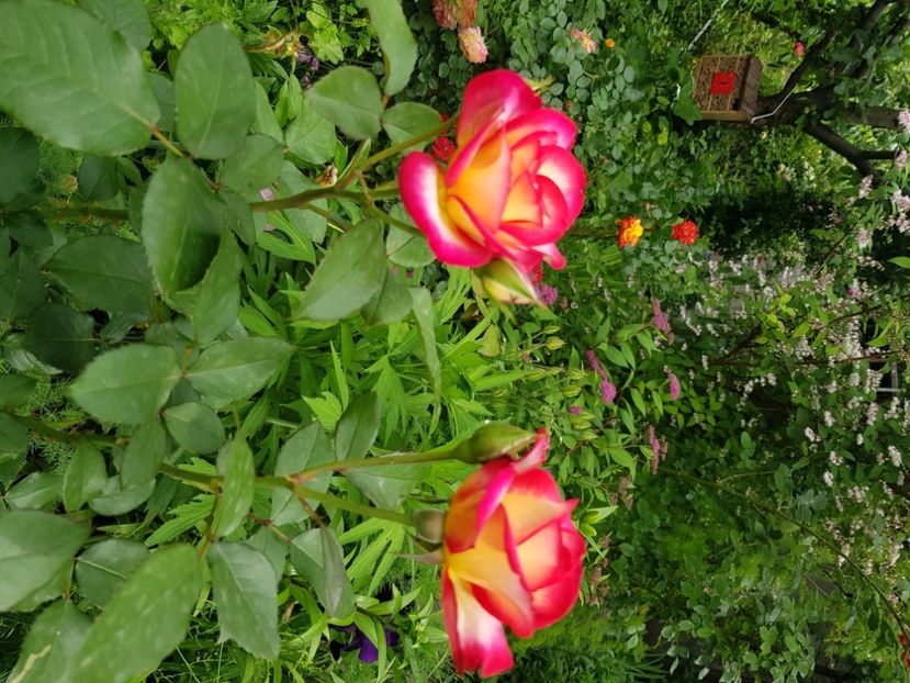  - Arbuști 2021-2023