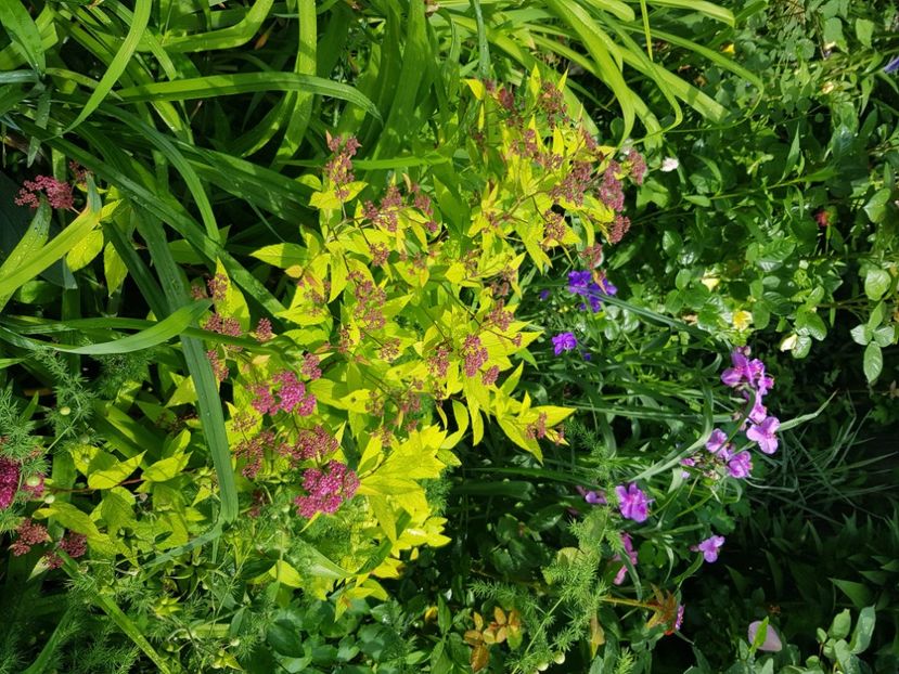  - Arbuști 2021-2023