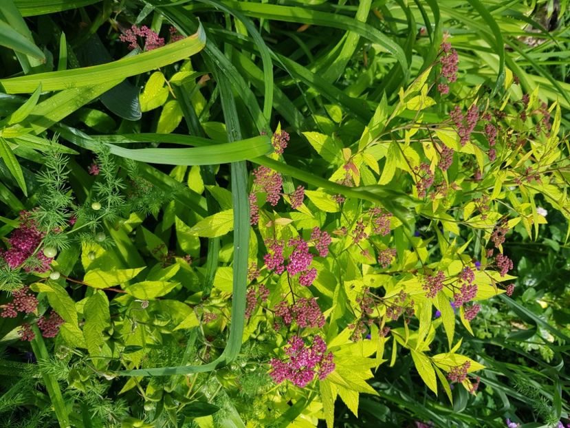  - Arbuști 2021-2023