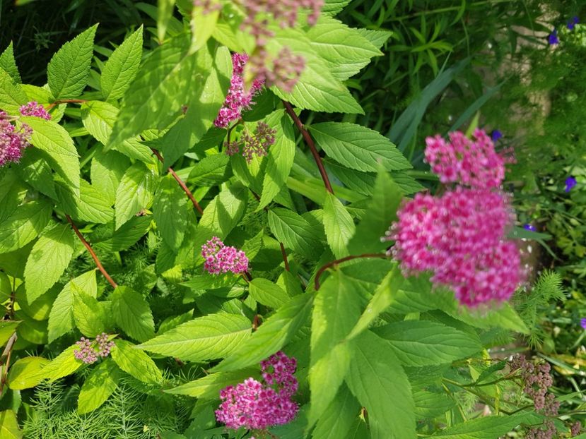  - Arbuști 2021-2023