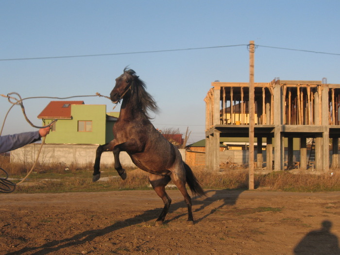 Constanta 2009 - Caii