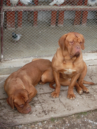 ALMA&SARA7 - Dog de Bordeaux