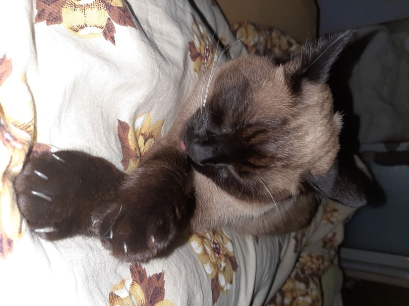  - Pisicii mei în iunie 2021