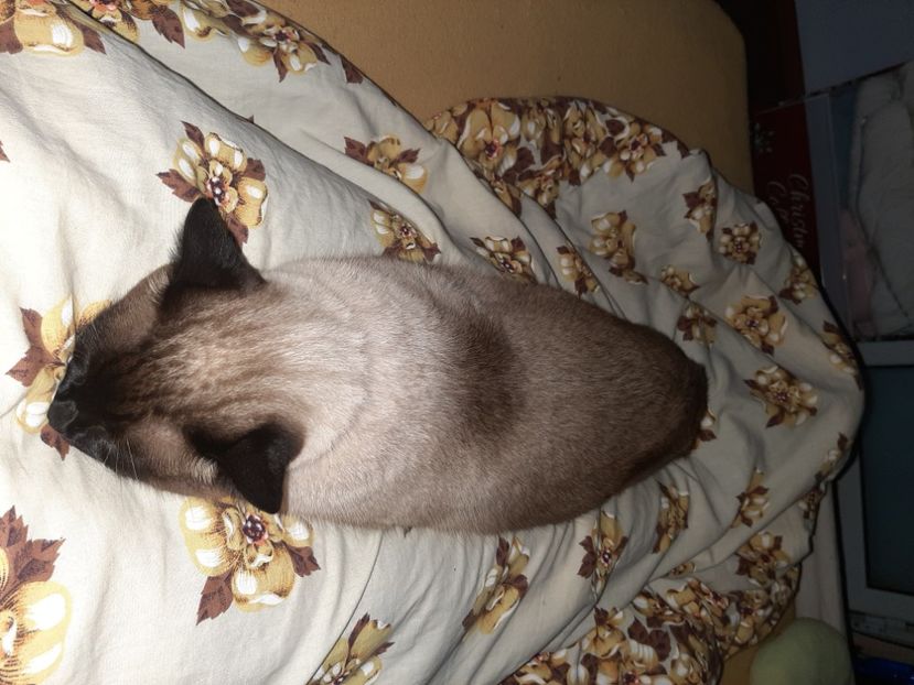  - Pisicii mei în iunie 2021