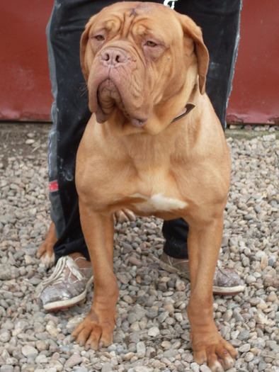 SARA2 - Dog de Bordeaux