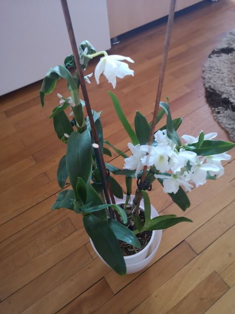 Dendrobium nobile - 2021