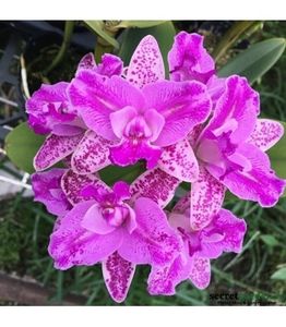 orhidee-cattleya-monte-elegante-parfumata - 2021