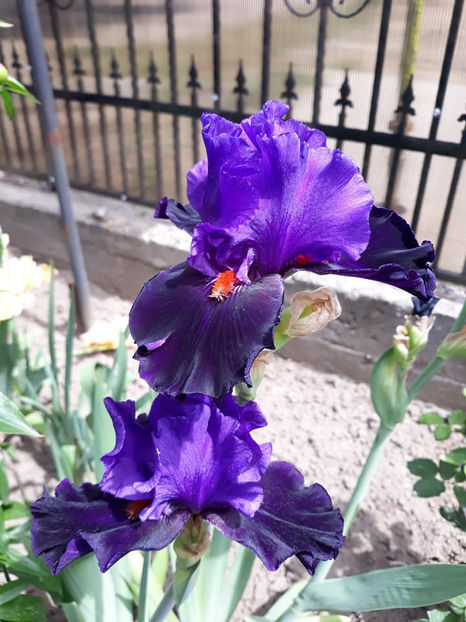 wild wings 1 - Irisi 2021