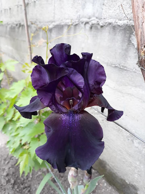 mov inchis nec - Irisi 2021