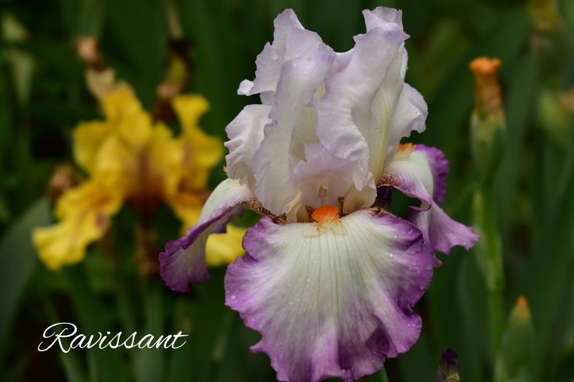 AddText_06-02-01.58.36 - Iriși 2021