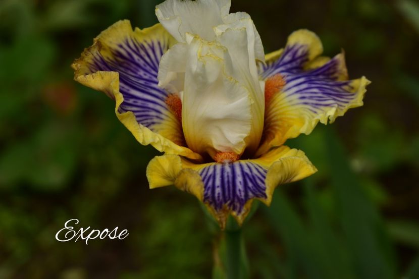 AddText_06-02-01.56.45 - Iriși 2021