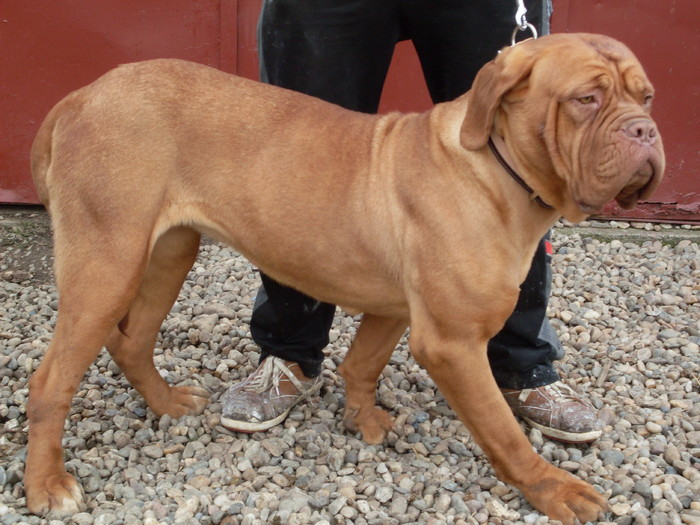 SARA3 - Dog de Bordeaux