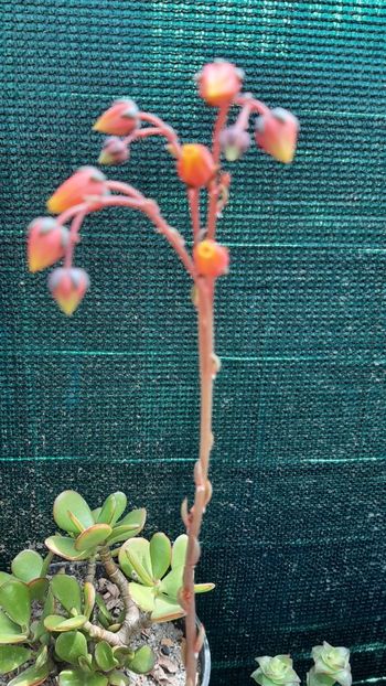 Echeveria purpusorum - Cactusi infloriti 2021