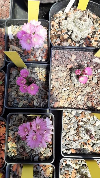 Gymnocalycium bruchii - Cactusi infloriti 2021