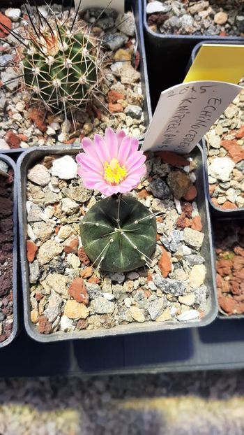 Echinocereus knippelianus - Cactusi infloriti 2021