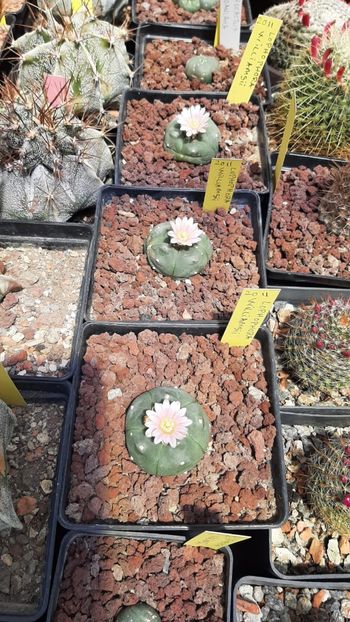 Lophophora williamsii - Cactusi infloriti 2021