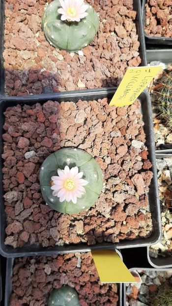 Lophophora williamsii - Cactusi infloriti 2021