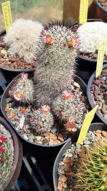 IMG-20210527-WA0037 - Cactusi infloriti 2021
