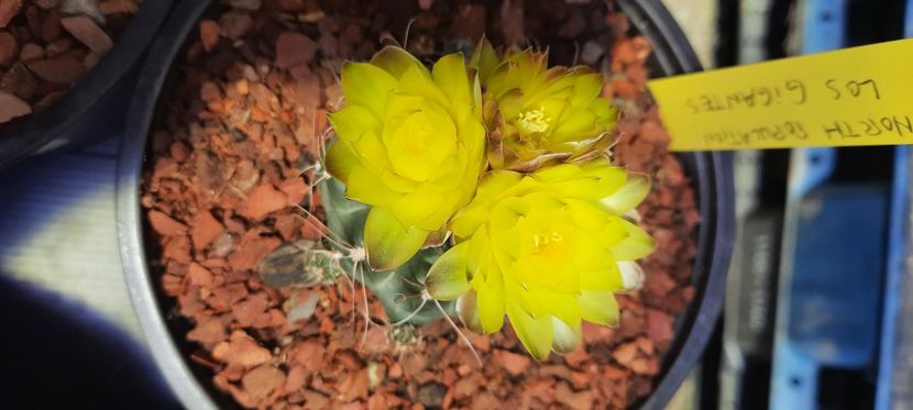  - Cactusi infloriti 2021