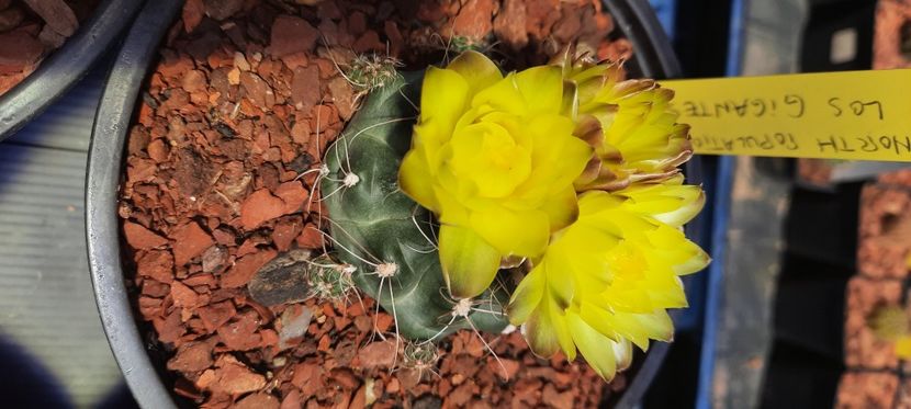  - Cactusi infloriti 2021