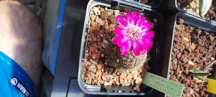  - Cactusi infloriti 2021