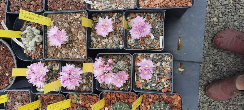  - Cactusi infloriti 2021