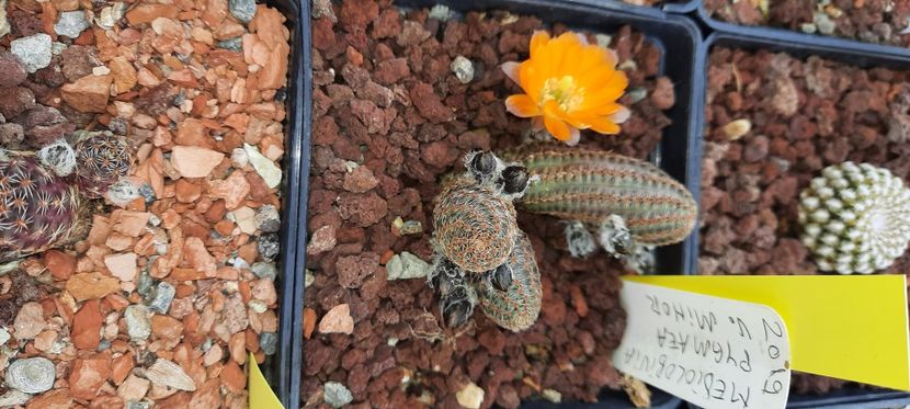  - Cactusi infloriti 2021