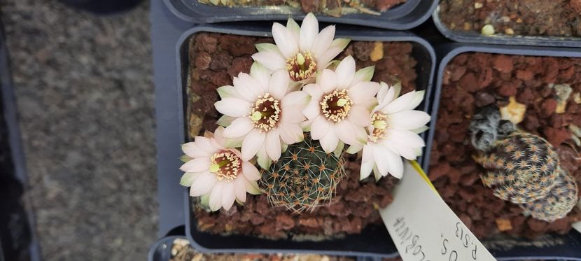  - Cactusi infloriti 2021