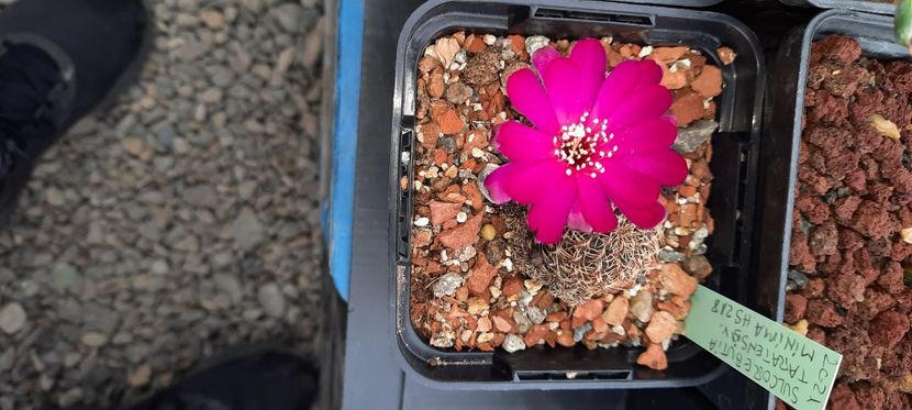  - Cactusi infloriti 2021