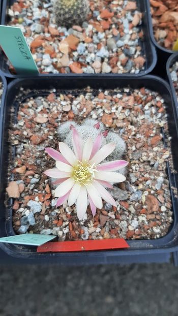 IMG-20210602-WA0014 - Cactusi infloriti 2021