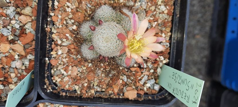  - Cactusi infloriti 2021