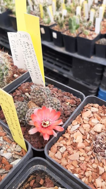 IMG-20210602-WA0010 - Cactusi infloriti 2021